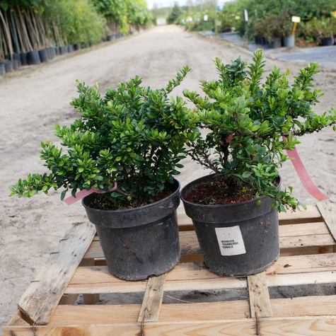 Berberys Thunberga Kobold (C2)