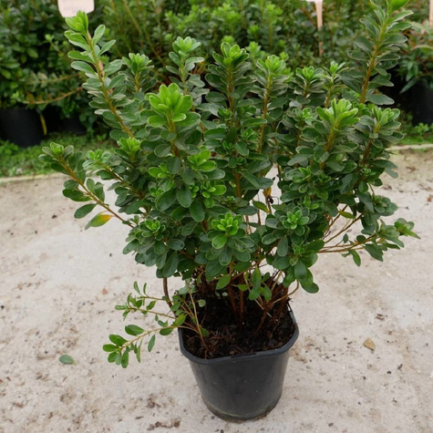 Azalia japońska Kazuko