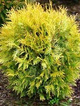 Thuja Tuja Żywotnik zachodni 'Magdalena'