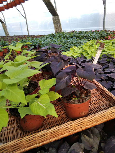 Wilec Impomea purpurowa Pnącze Wilec ziemniaczany Słodki ziemniak Ipomea