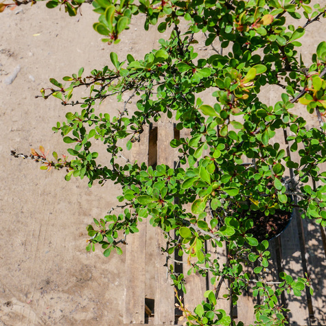 Berberys thunberga Smaragd