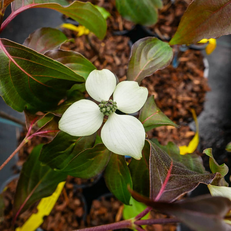Dereń kousa Cappucino (C2)