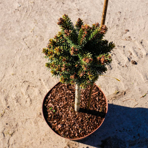 Świerk pospolity Gold Nugget (Aurea) szczepiony Pa40