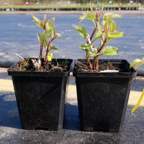 Sadziec Dęty Atropurpureum (C2)