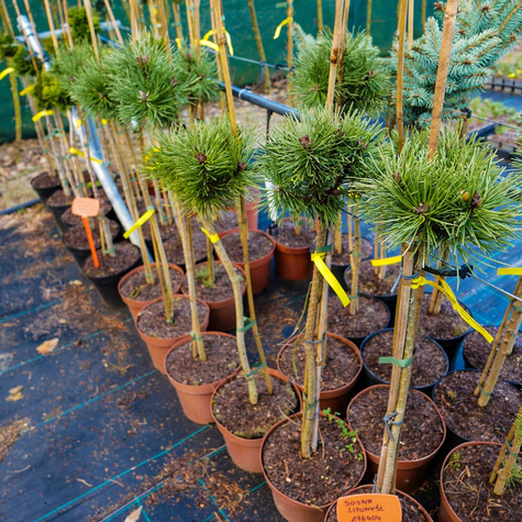 Sosna górska kosodrzewina Litomyśl szczepiona Pa 60cm