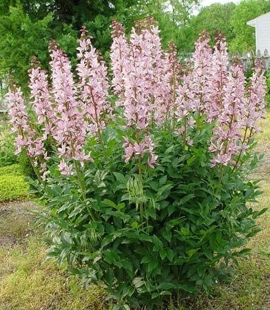 Dyptam Krzew Mojżesza 0,2g