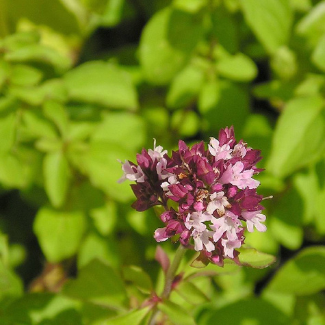 Lebiodka pospolita Oregano (C2)