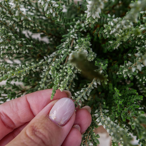 Wrzos pospolity biały kwiat liście srebrno-zielone sadzonki
