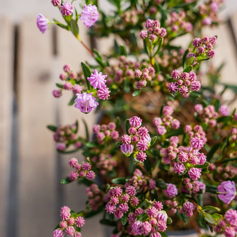 Kalmia angustifolia Rubra (C2)