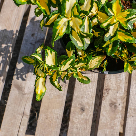 Trzmielina Fortune'a Mickaela