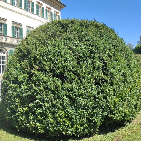 Bukszpan wieczniezielony (C2)