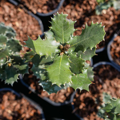 Dąb ostrolistny (C2)