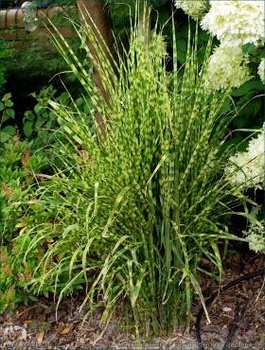 Miscanthus sinenesis Miskant chiński 'Giraffe'