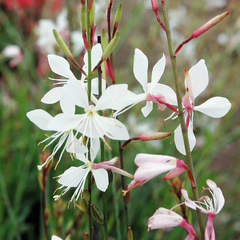 Gaura Giggles White (C2)