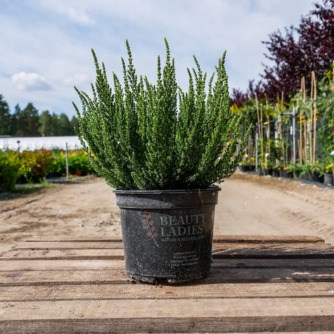 Wrzos pospolity biały pączkowy