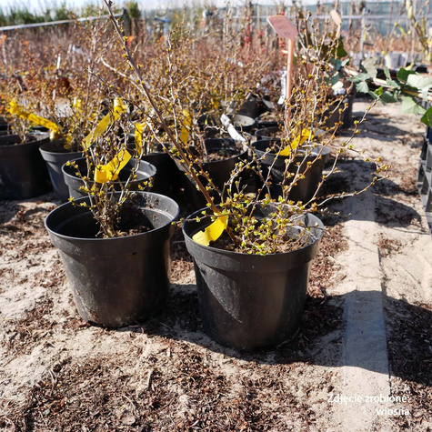 Berberys Thunberga Aurea (C2)