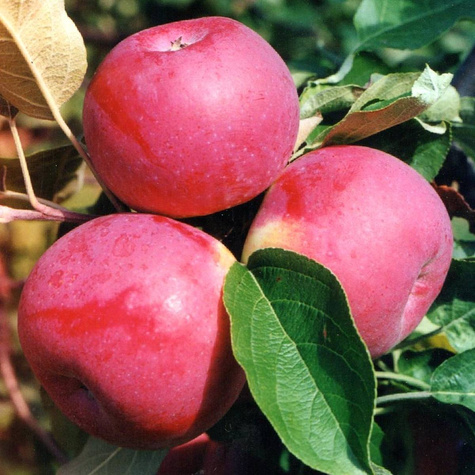 Jabłoń Paulared w doniczce C2