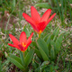 Tulipan niski Scarlet Baby 