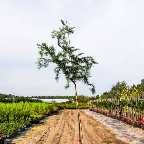 Modrzew japoński Diana pokręcony jak EGZOTYCZNY