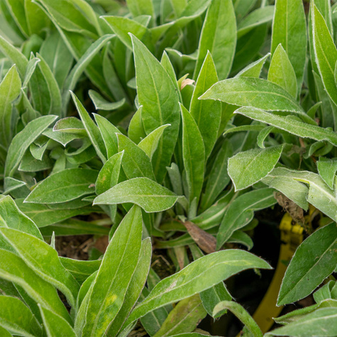 Chaber górski Jordy (C2)