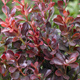 Berberys thunberga Atropurpurea Nana (C1.7)