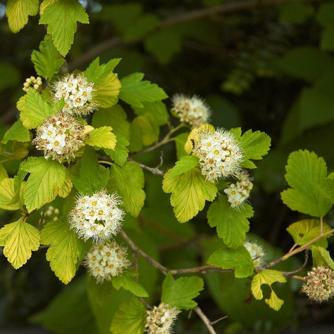 Pęcherznica kalinolistna Raspberry Lemonade (P9)