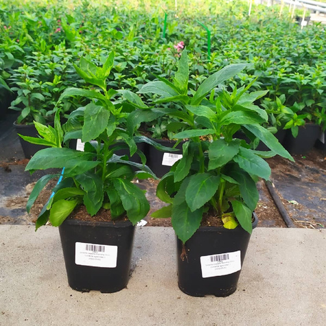 Lobelia okazała Starship Blue (C2)