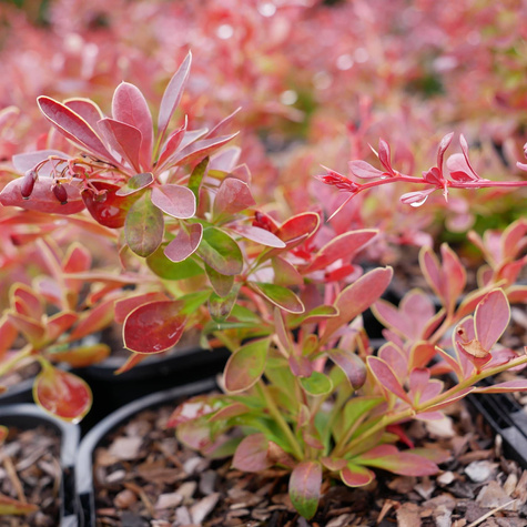 Berberys Thunberga Orange Carpet (C2)