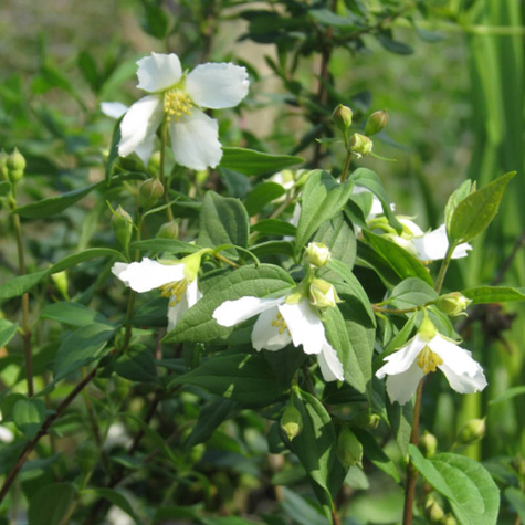 Jaśminowiec Lemoinei (P9)