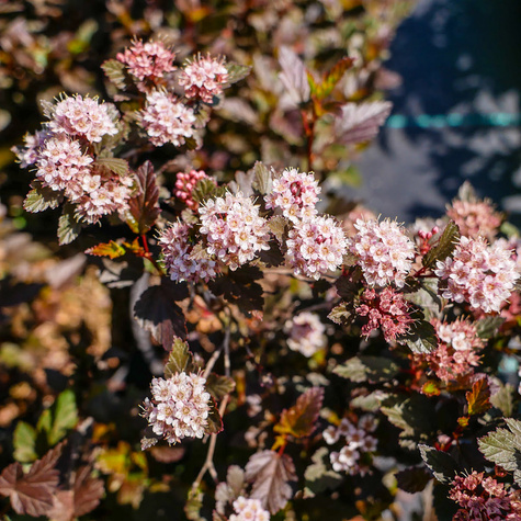 Pęcherznica kalinolistna Little Joker (C2)