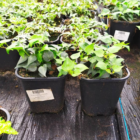 Bluszcz pospolity sercolistny Natasha