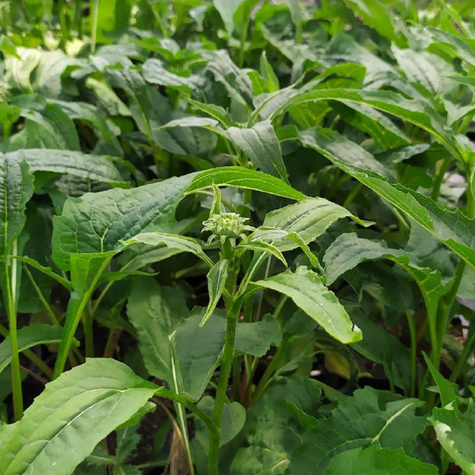 Jeżówka PowWow Wild Berry (C2)