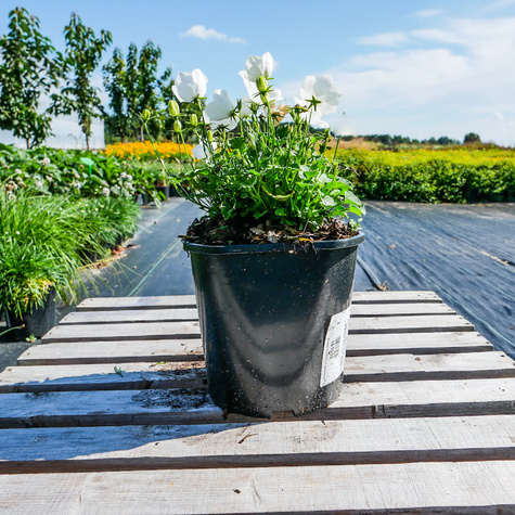 Dzwonek karpacki Perla White (C2)