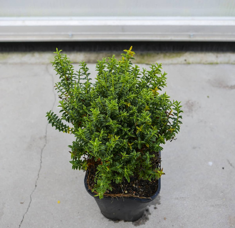 Hebe 'New Zealand' (C2)