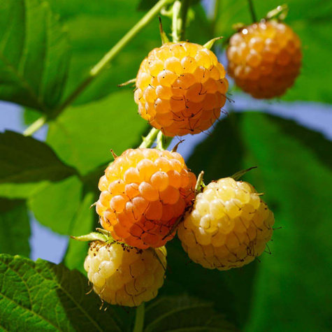 Malina Poranna Rosa w doniczce (C2)