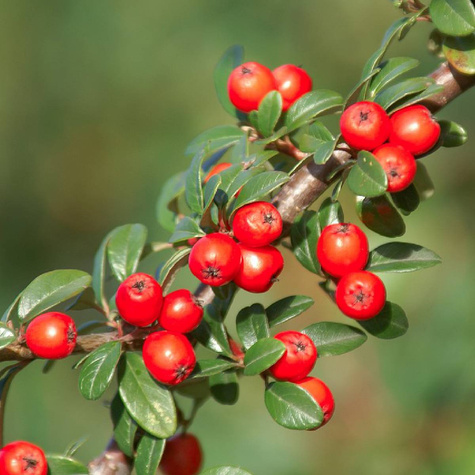 Irga szwedzka Coral Beauty miododajna (C1.7)