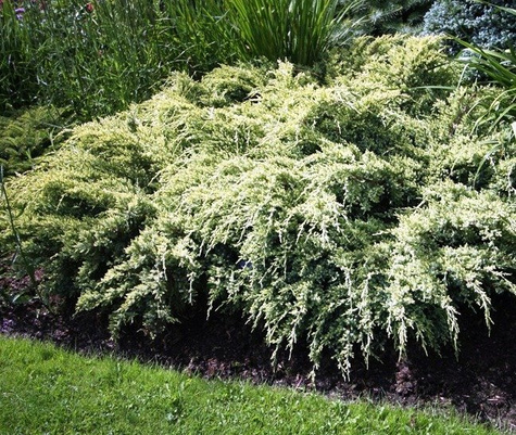 Jałowiec łuskowaty Dream Joy (C2)