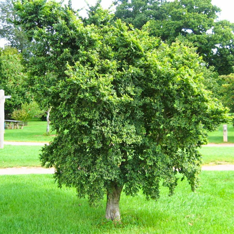 Wiąz polny karłowy Jacqueline Hillier (C2)