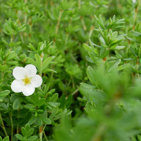 Pięciornik krzewiasty 'McKay's White' (C1.7)