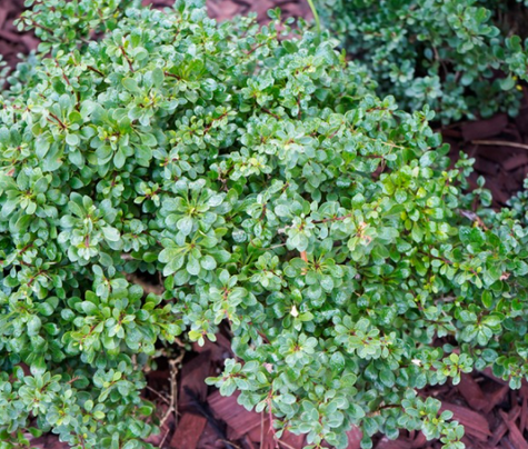 Berberys bukszpanolistny Nana zimozielony (P9)