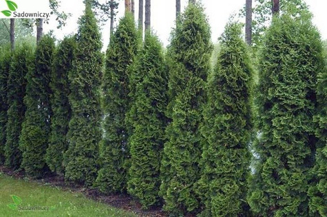 Thuja Tuja Żywotnik zachodni Holmstrup (C2)