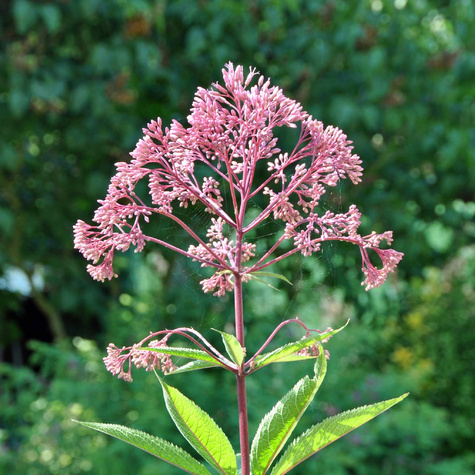 Sadziec plamisty Atropurpureum (C2)