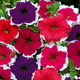 Petunia ogrodowa seria Iluzja mieszanka 0,05g