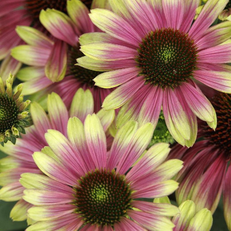 Jeżówka purpurowa Sweet Sandia (C2)