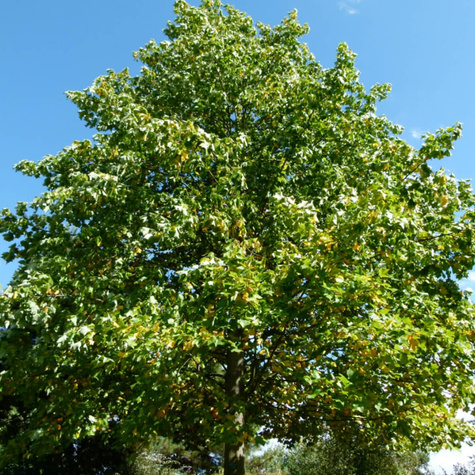 Tulipanowiec amerykański (C5)