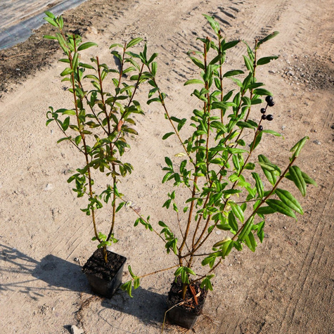 Ligustr Liguster pospolity Miododajny (P9)