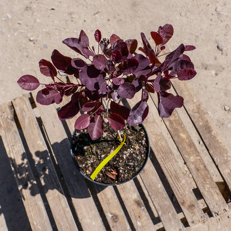 Perukowiec podolski Lilla (C2)