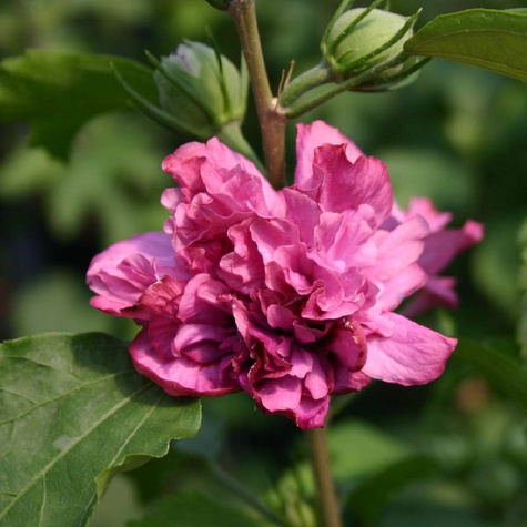 Ketmia syryjska Hibiskus Duc de Brabant (C2)