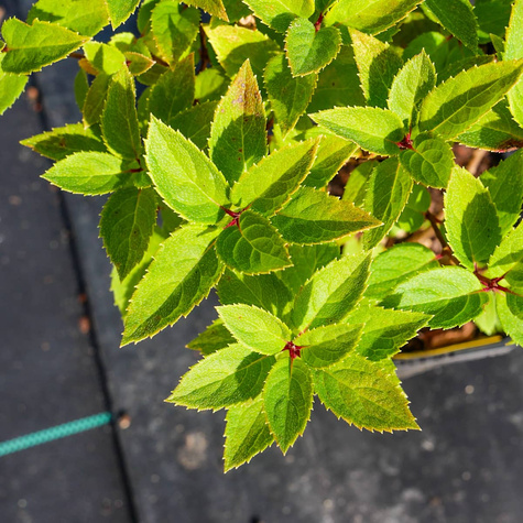 Hortensja bukietowa Living Touch of Pink (C2)