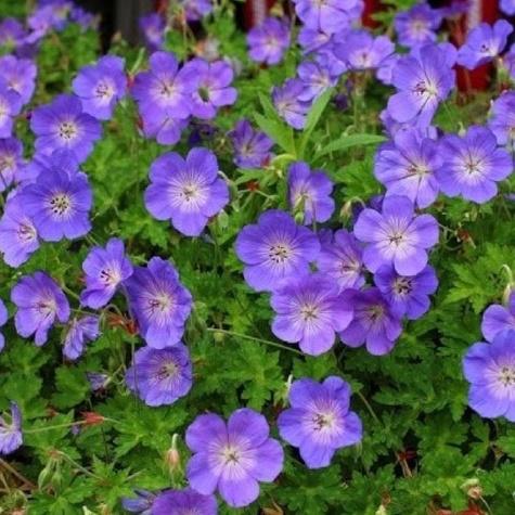 Bodziszek Rosanne (C2)